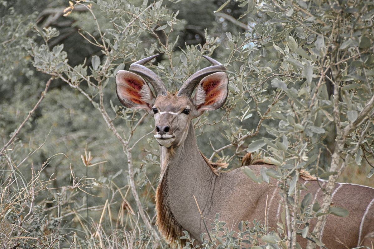 ALL-INCLUSIVE BALULE PRIVATE RESERVE SAFARI